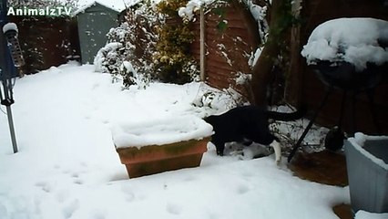 Funny Cats Playing in the Snow First Time Compilation 2016