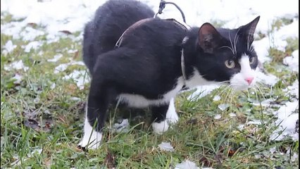 FUNNY KITTEN in the SNOW for the FIRST time in WINTER - Rudolph Cat with a Red Nose - FelixB