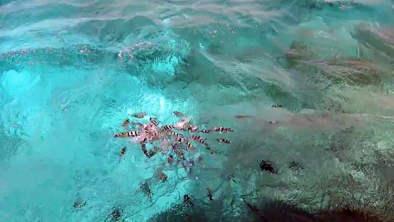 Feed the fish from the boat (Egypt, Dahab, hotel Ibis Styles Dahab Lagoon)