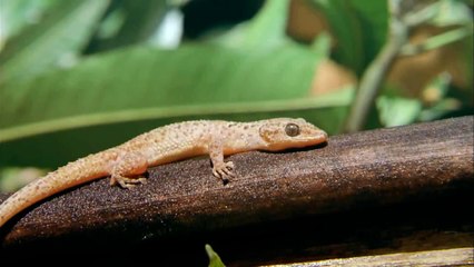 Das Weltnaturerbe - Schätze unserer Erde Disk 4 Trailer