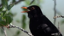 Blackbird. Song. Дрозд черный. Песня. Turdus merula