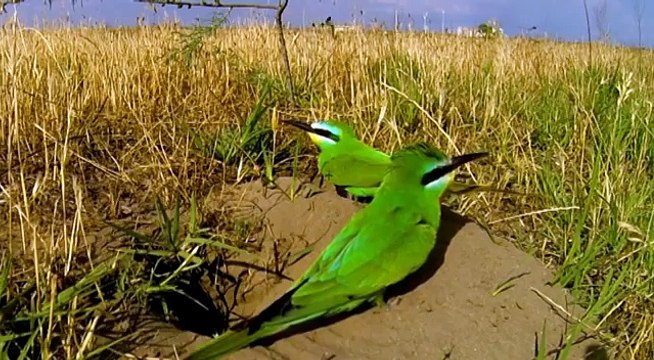 Blue-cheeked Bee-eater. Azerbajjan. Щурки зелёные. Merops persicus