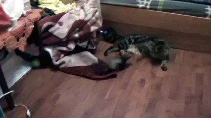 Смешной хорек любит мейн куна!