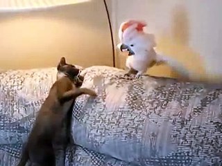 Схватка кота с попугаем! fight