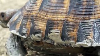 Черепаха средиземноморская и грязевые вулканы.Spur-thighed tortoise and mud volcanoes.