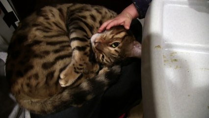 Rumble & the Baby - Sticky Hands are Still Good for Petting Linus Cat Tips