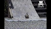 Duck and her ducklings ride down ramp