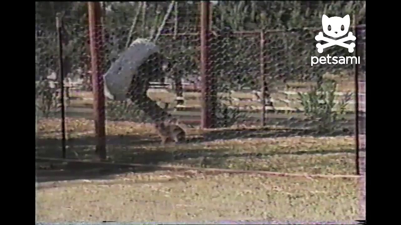 Easter Bunny And Goat Play Game Of Cat And Mouse