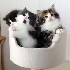 Çoook sevimli bunlar yaa