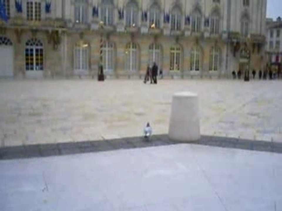 Pigeon
