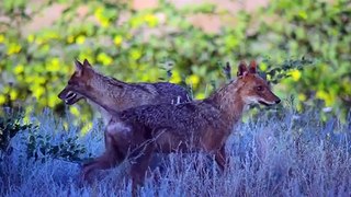 Azerbaijan. Shirvan National Park. Ширванский национальный парк. Şirvan Milli Parkı.