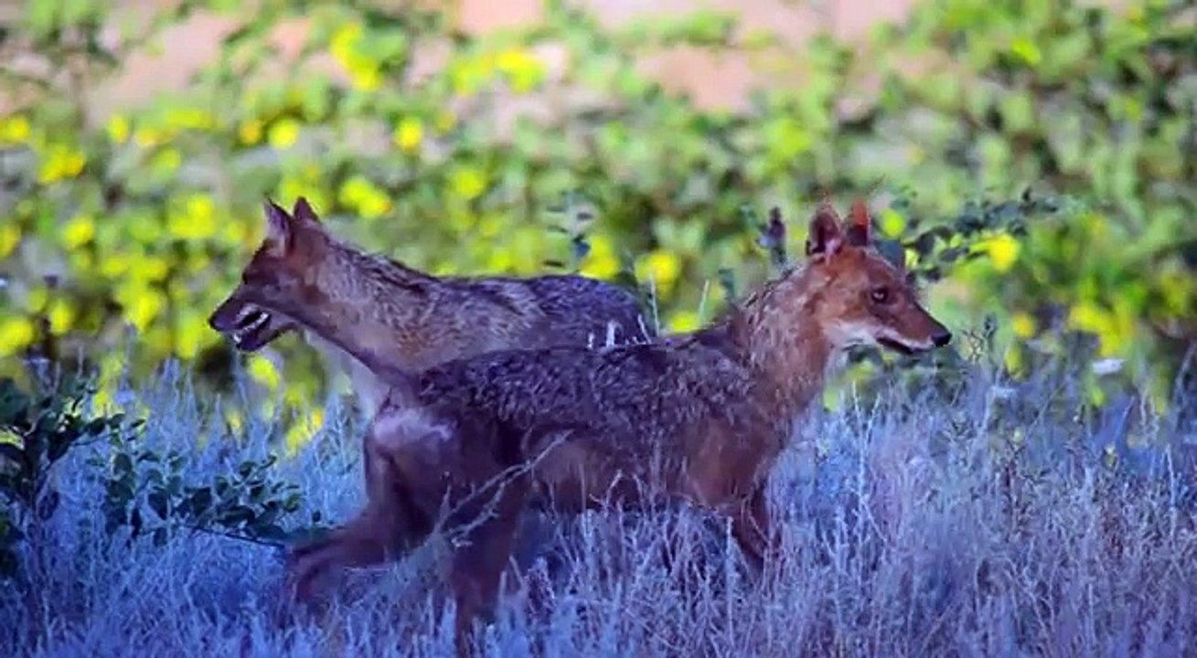 Azerbaijan. Shirvan National Park. Ширванский национальный парк. Şirvan Milli Parkı.