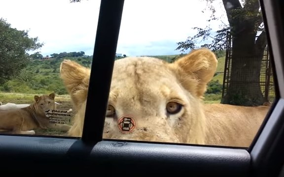Lion opens car door With Teeth
