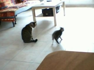 MES CHATS S'AMUSENT