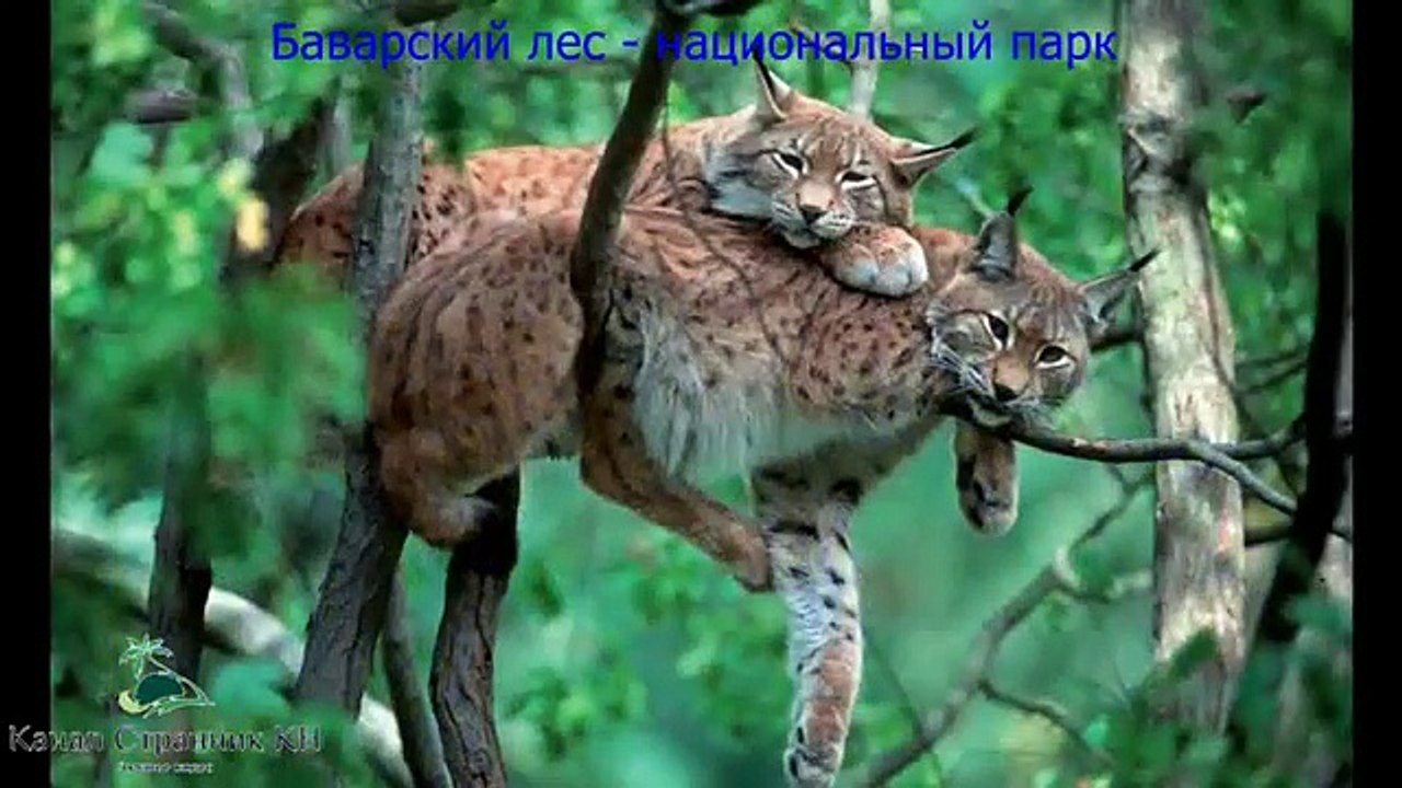 Бавария достопримечательности  Достопримечательности Мюнхена