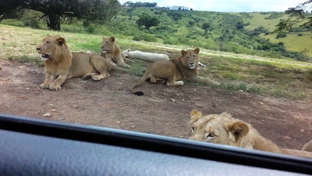 Un lion ouvre une portière de voiture pendant un safari : flippant