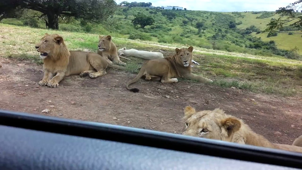 Un lion ouvre une portière de voiture pendant un safari : flippant