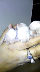 5 days old rabbit babies, bunny babies