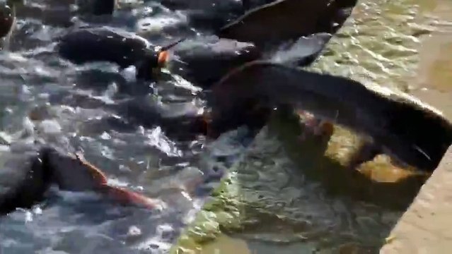 Сомы сходят с ума