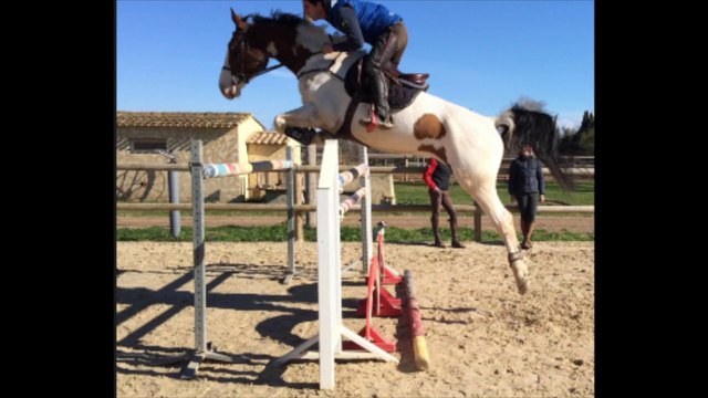 Hongre 6ans père par Andiamo et mere Randel Z par Ramiro Z