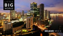 Miami Mice (Time lapse - Tilt Shift - 4k)