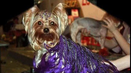 Любителям животных  Стрижки йорков