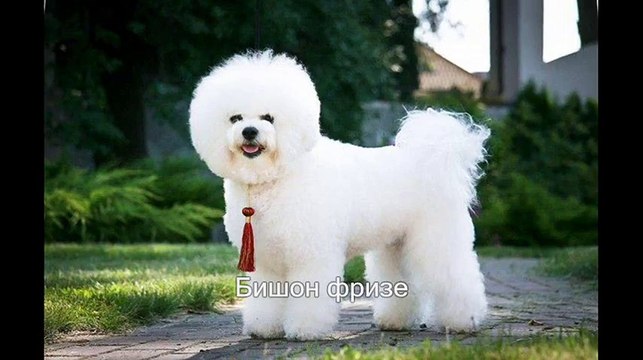 Любителям животных. Породы собак