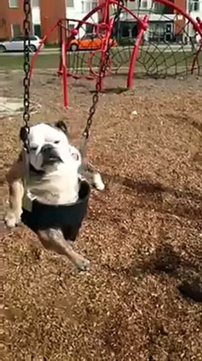 dog funny