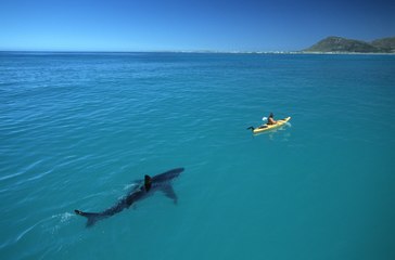 Download Video: ZAP DU JOUR #355 : Un requin fait tomber un kayakiste à l'eau !