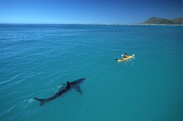 ZAP DU JOUR #355 : Un requin fait tomber un kayakiste à l'eau !