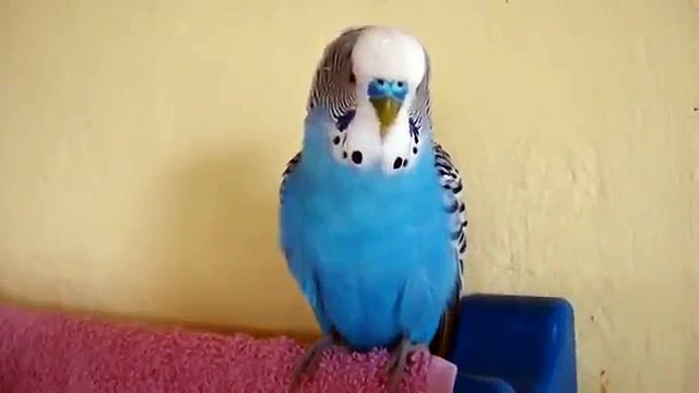 Говорящий волнистый попугай болтает!