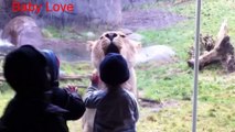 Animals Try To Attack Kids at the zoo - Funny Animals Videos