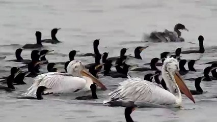 Fishing  pelicans and cormorants. Рыбалка  пеликаны и бакланы