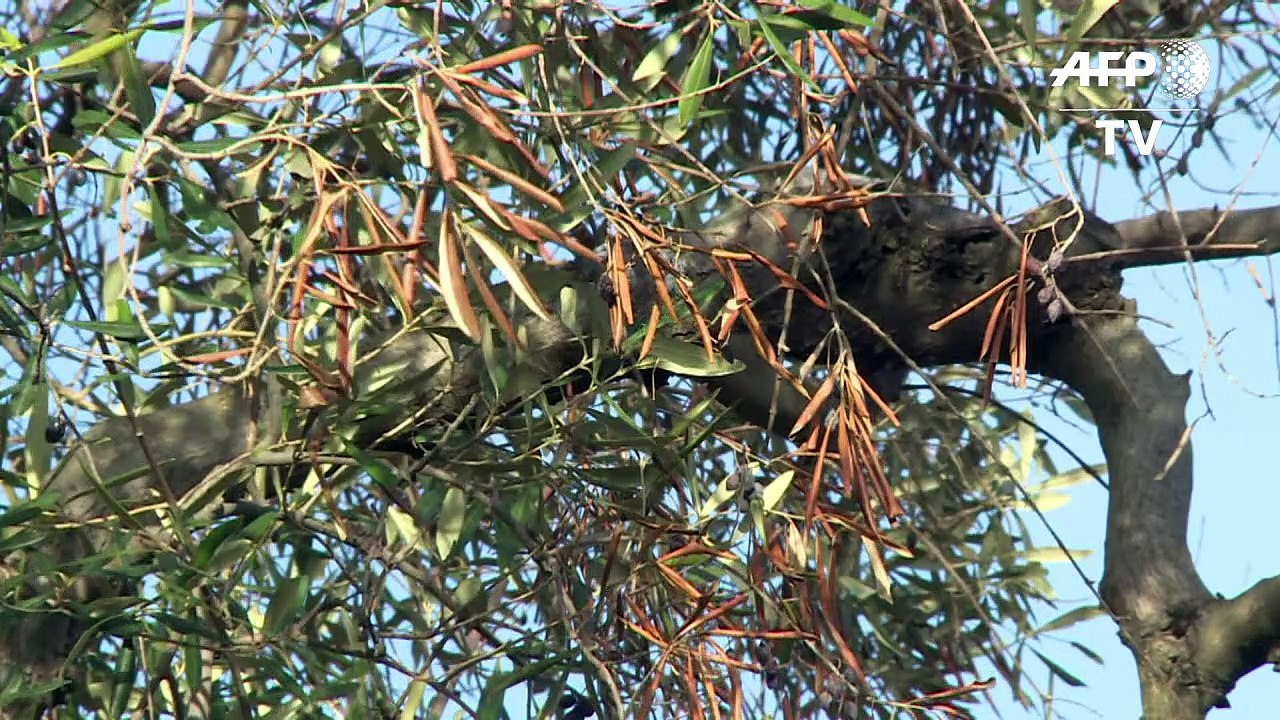 Italy's olive trees under threat from deadly bacteria video Dailymotion