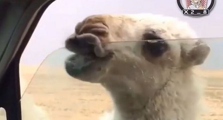 Babine d'un dromadaire coincée avec la vitre d'une camionnette