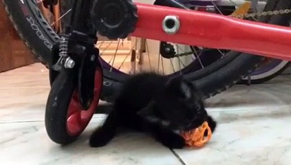 Cute kittens playing