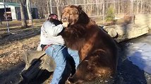 L'amicizia tra un uomo e un orso gigante!