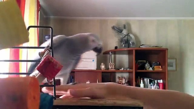 Говорящий попугай Жако часть 1