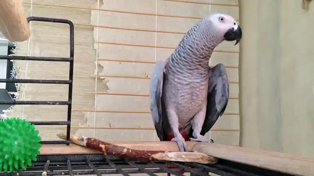 Говорящий попугай Жако часть 2