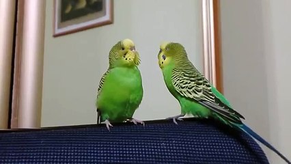 Два попугая общаются между собой
