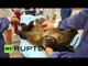 Russian bear care: Martha operated so she can see again