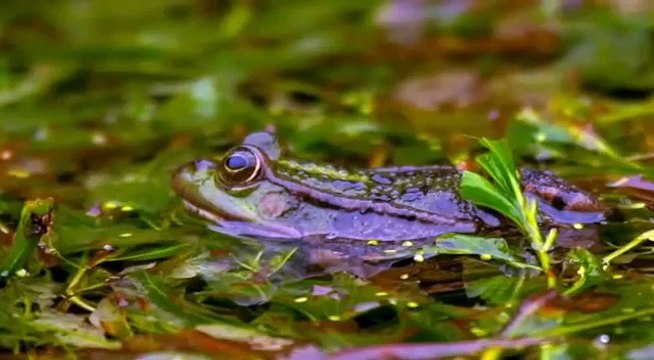 Lake Göygöl. Озеро Гёйгёль. Göygöl.