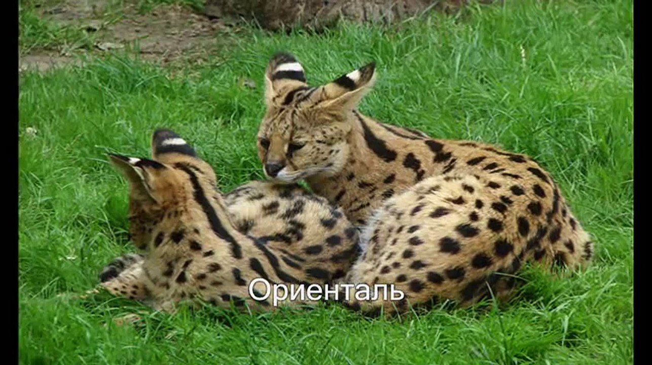 Какая кошка у нас в доме