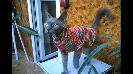 Шьем и вяжем одежду для кошек