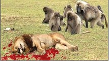 LION vs BABOON REAL FIGHT  LION ATTACK BABOON EXCLUSIVE 2016
