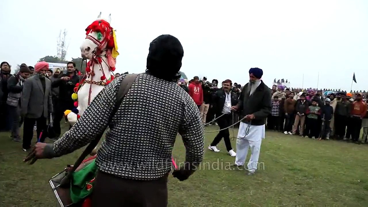 Horse dancing to dhol drum beats
