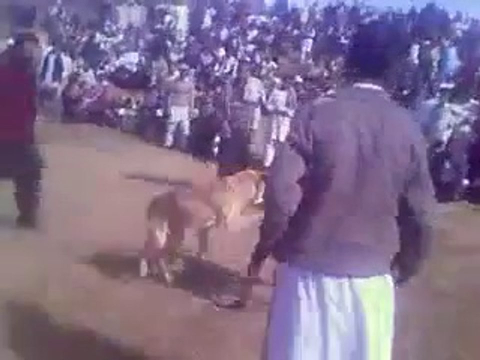 Dog fighting