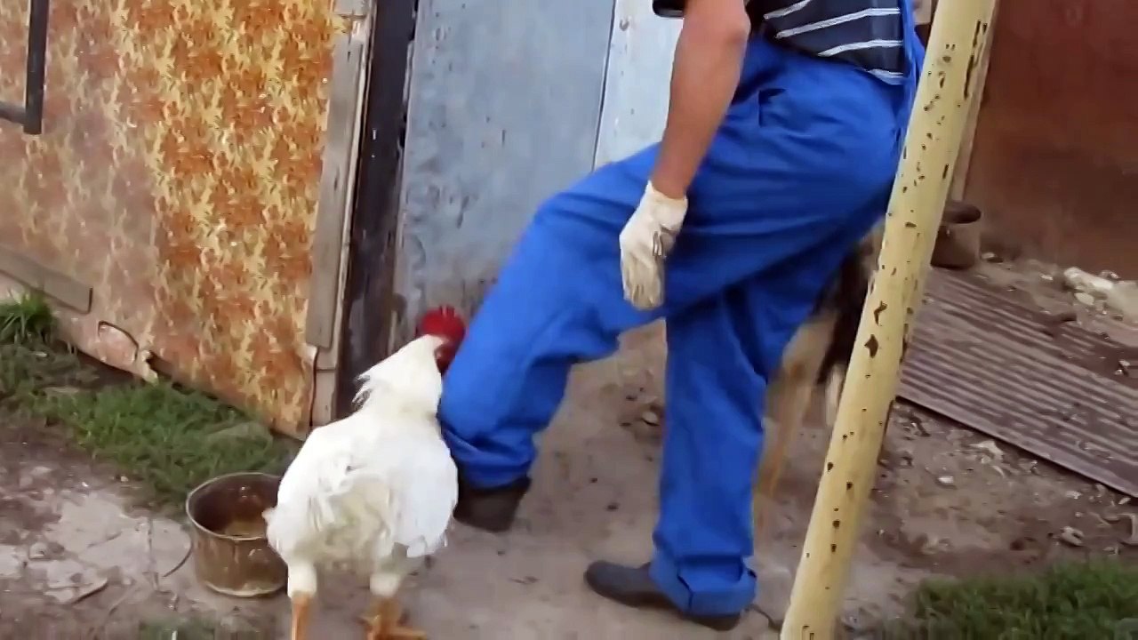 НАГЛЫЙ ПЕТУХ, РЖАКА!)))