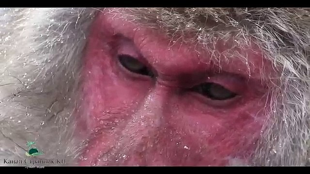 Парк Джигокудани Япония Снежные обезьяны купаются в термальном источнике