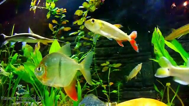 Чудо Китая Шанхайский океанариум с одним из самых длинных туннелей в мире